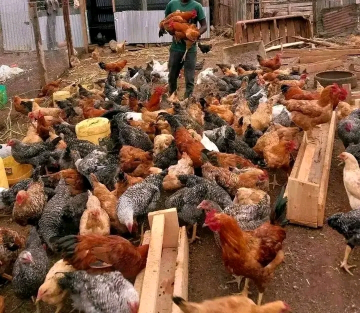 Gharama Halisi za Kufuga Kuku wa Kienyeji Kwa Mwezi