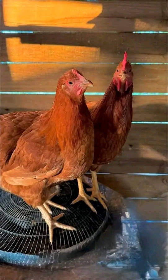 Gharama za Kufuga Kuku: Mwongozo kwa Wafugaji Wapya 