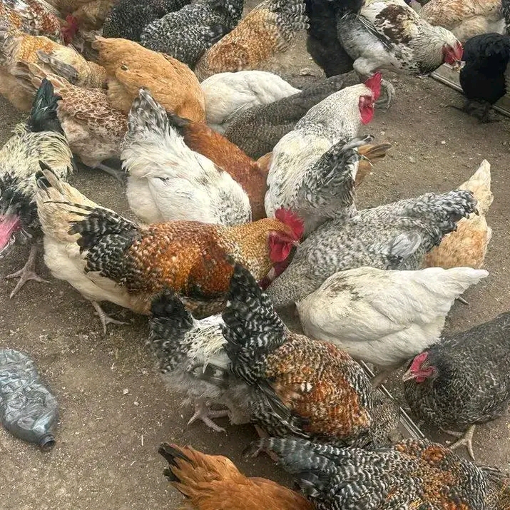 Mchanganuo wa Gharama za Kuku wa Kienyeji kwa Bajeti Ndogo 