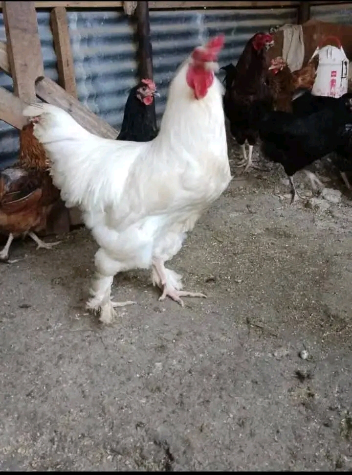 Hesabu ya Gharama za Kufuga Kuku kwa Mradi Mdogo