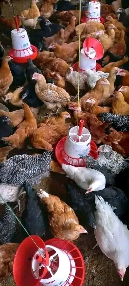 Gharama za Kufuga Kuku Sokoni: Mabadiliko ya Bei 2025