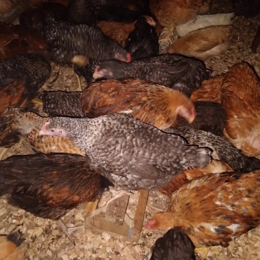 FAIDA ZA MRADI WA KUKU WA KIENYEJI