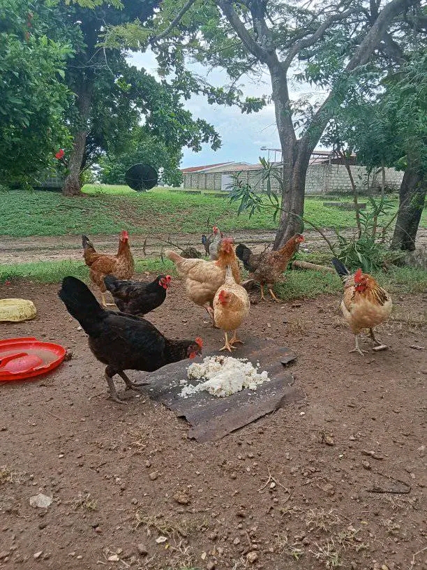 Mwongozo wa Kila Mwezi: Gharama za Ufugaji wa Kuku