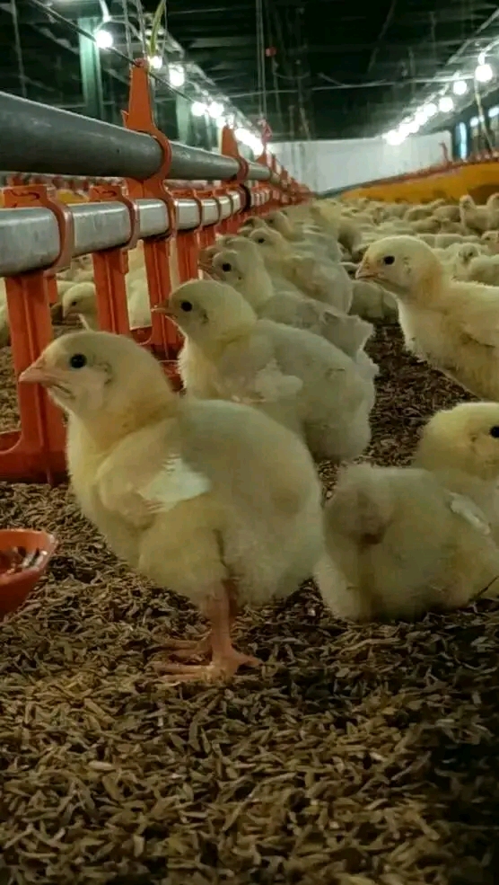 Vifaranga vya Kuku wa Mayai