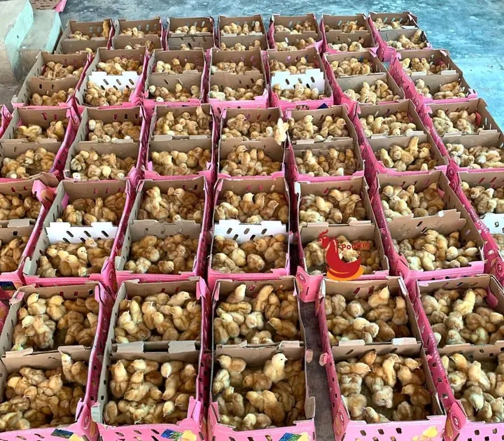 Vifaranga vya Kuku wa Mayai: Mwongozo kwa Wafugaji