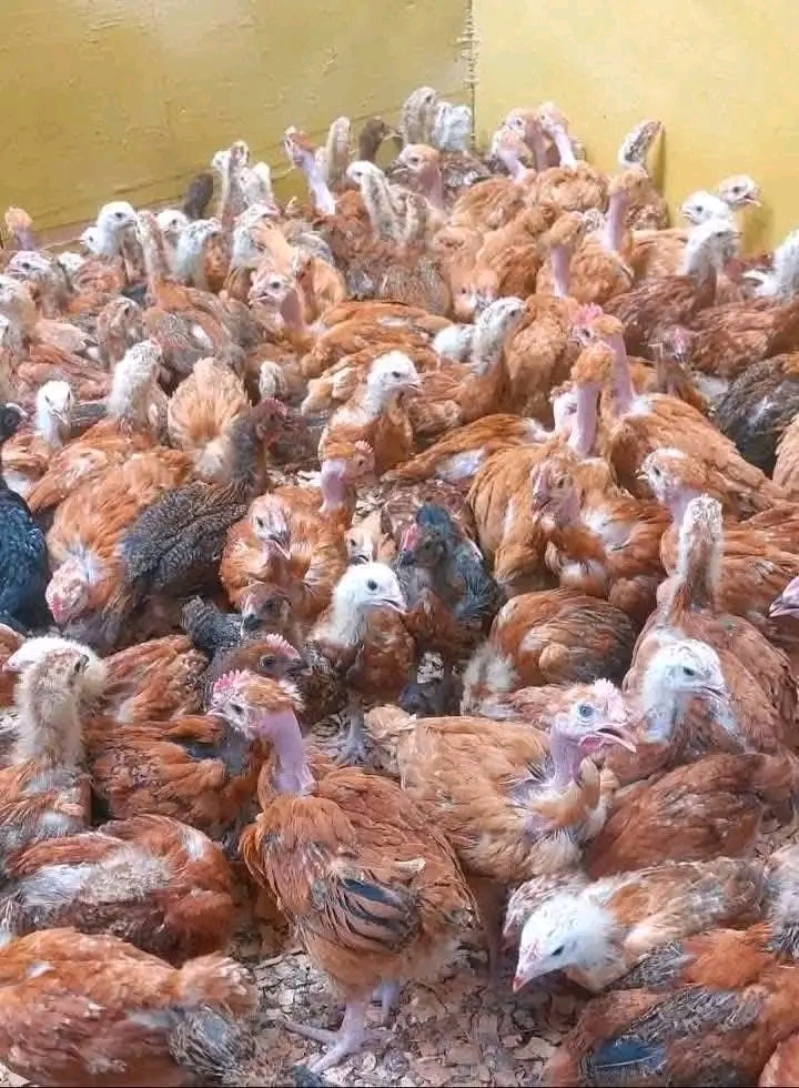 Makosa ya Kuepuka Unaponunua Vifaranga vya Kuku