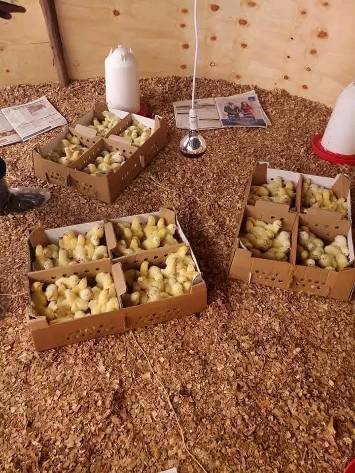 Faida na Gharama za Kufuga Vifaranga vya Kuku wa Mayai