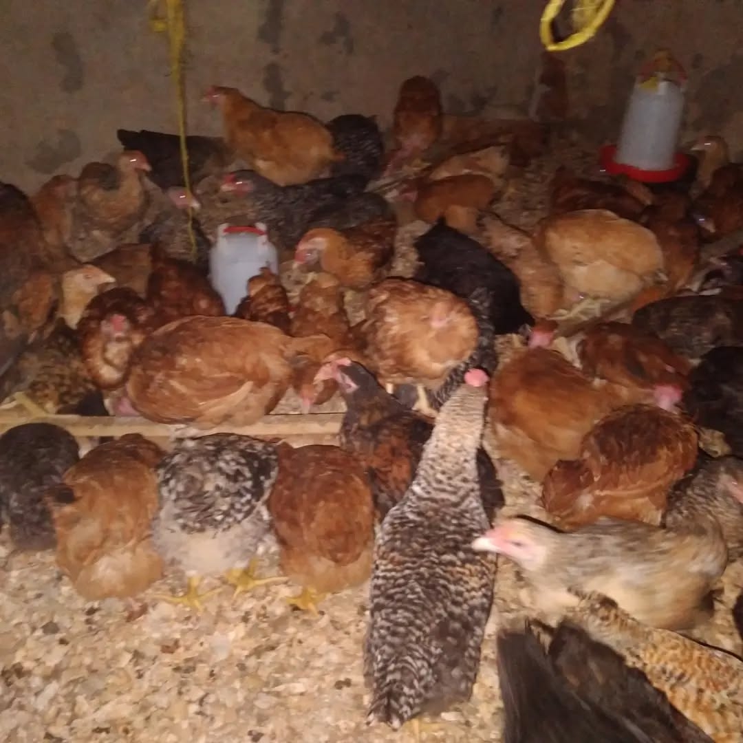 Hatua jinsi ya Kuanzisha Mradi wa Kuku wa Kienyeji