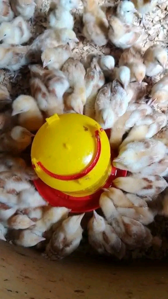 Jinsi ya Kuanzisha Mradi Mdogo wa Vifaranga vya Kuku