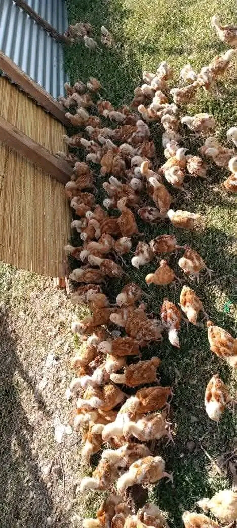 Mbinu za Kuuza Vifaranga kwa Wateja Wapya Sokoni