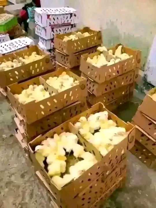 Mwongozo Kamili wa Biashara ya Vifaranga vya Kuku wa Mayai