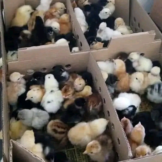 Kupata Wauzaji wa Vifaranga vya Kuku wa Kienyeji 