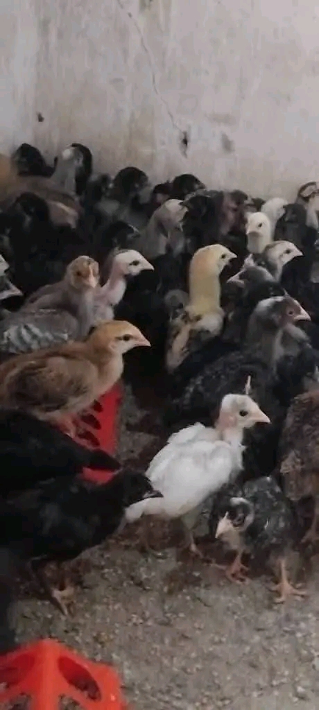 Mbinu za Kibiashara kwa Wafugaji wa Vifaranga vya Kienyeji