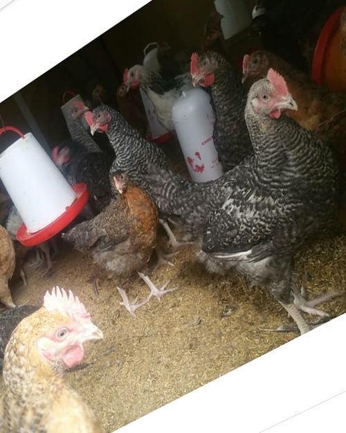 Mambo ya Kuzingatia Kuanzisha Mradi wa Kuku wa Kienyeji