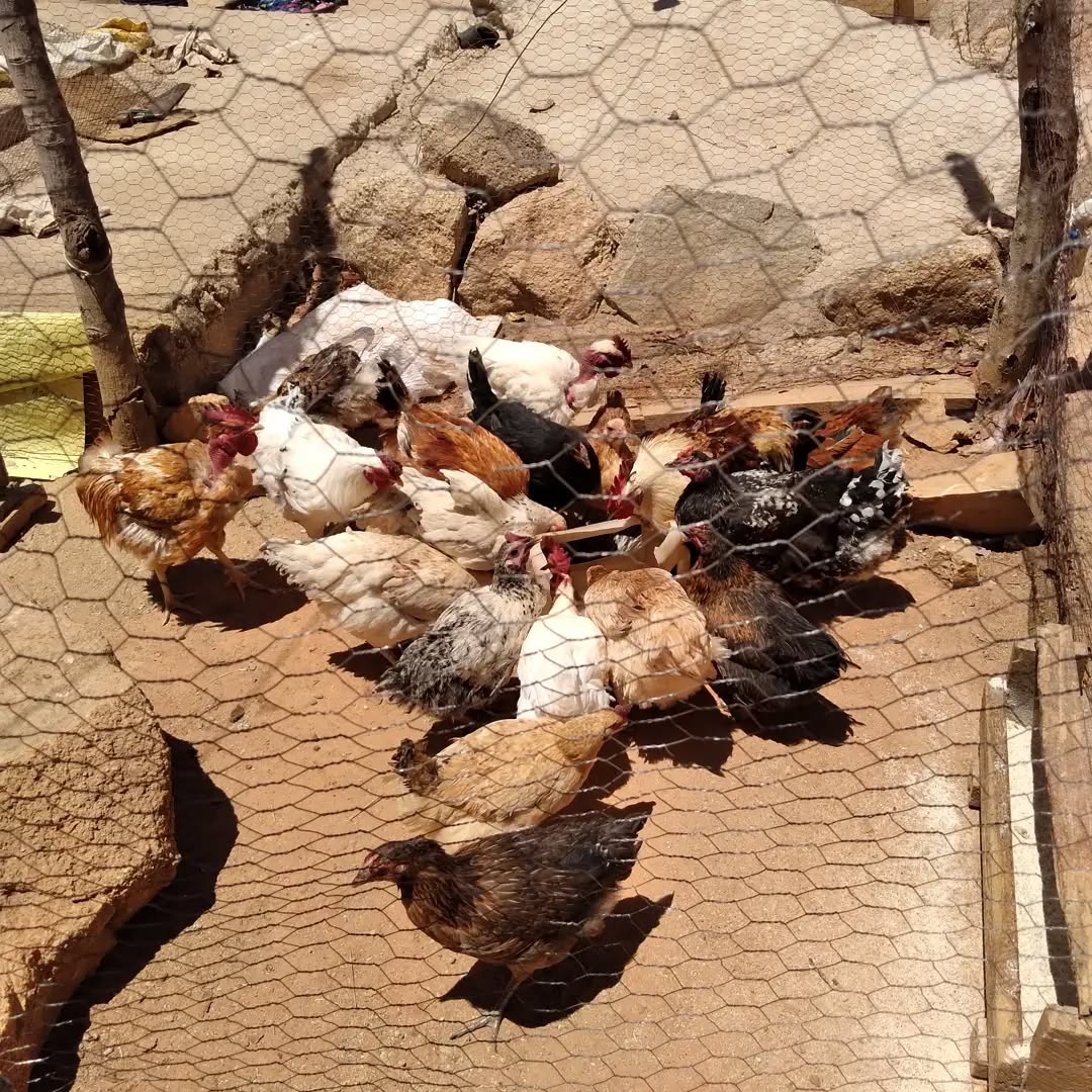 Mradi wa Kuku wa Kienyeji Siri za kufanikiwa 