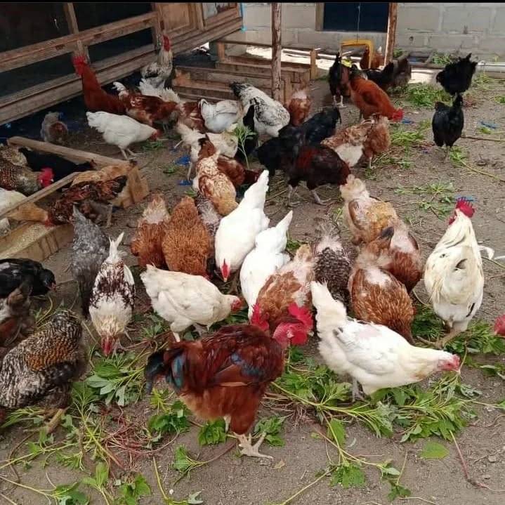 Mradi wa Kuku wa Kienyeji Changamoto