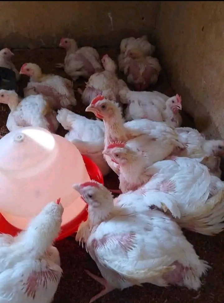 Biashara ya kuku wa nyama