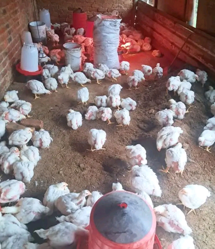 Gharama za Ufugaji wa Kuku wa Nyama