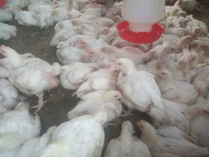 Mtaji wa kuku wa nyama