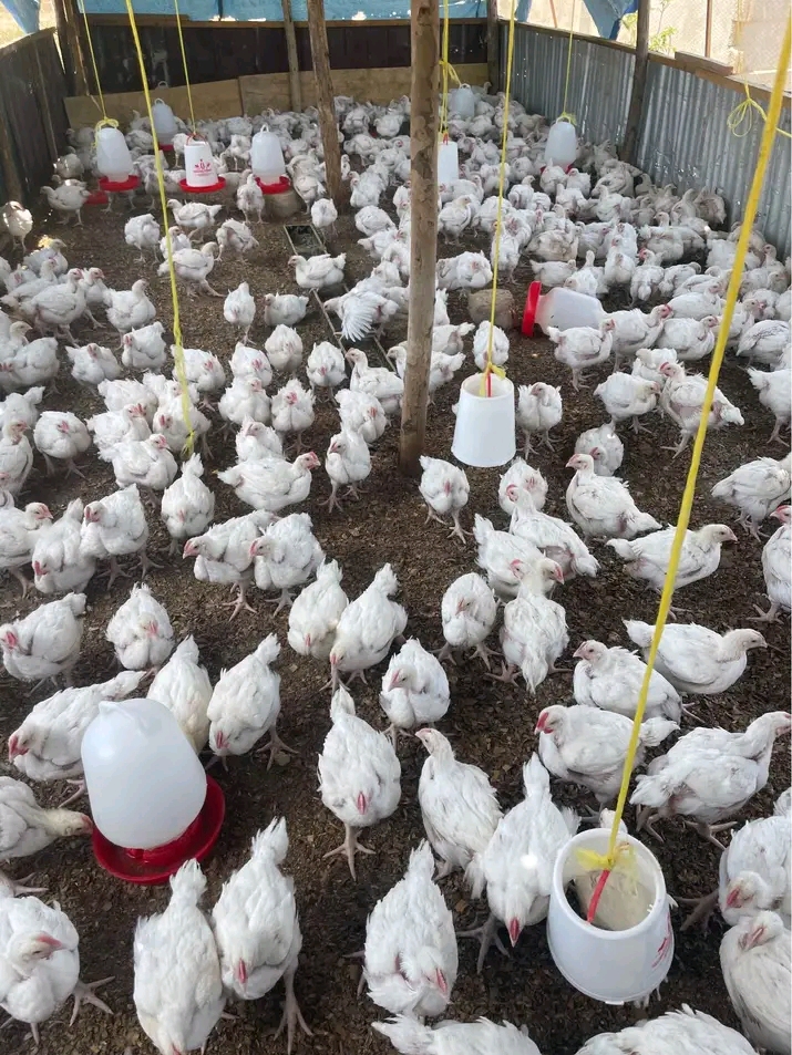 Faida ya kuku wa nyama 