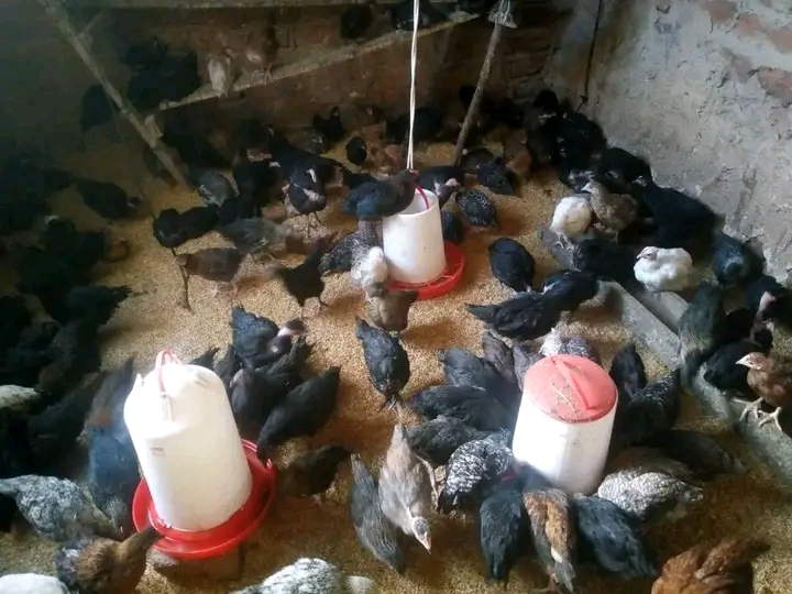 Biashara ya Kuku wa Kienyeji Soko