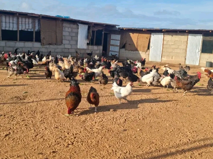 Lishe Bora ya Kuku wa Kienyeji Asili