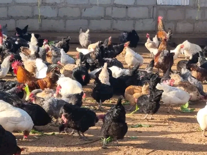 Masoko ya Kuku na Mayai: Fursa Kubwa Katika Ufugaji wa Kuku wa Kienyeji