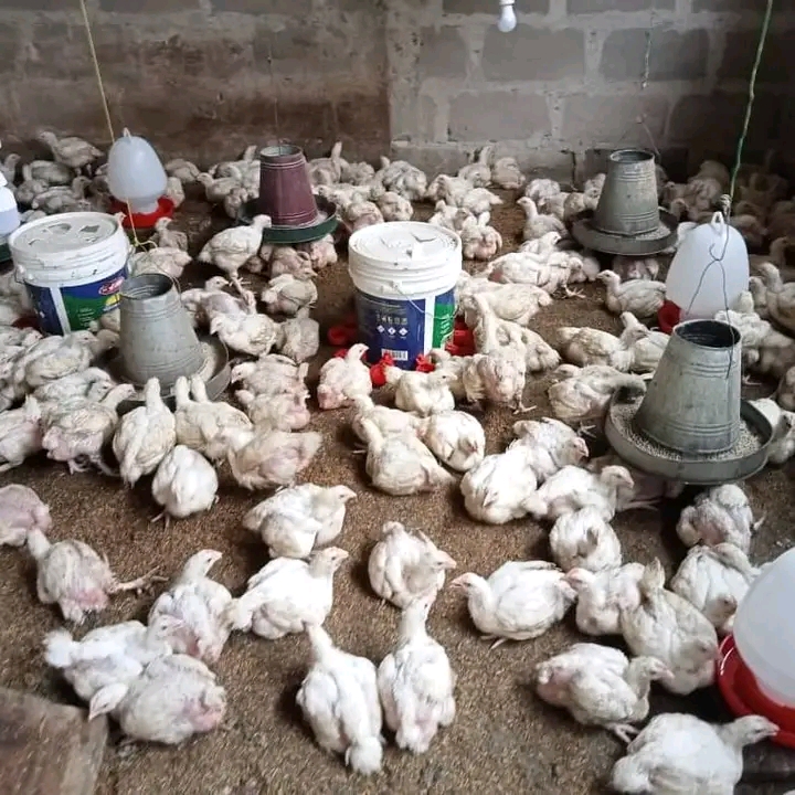 Soko la kuku wa nyama Hatua za kufanikisha biashara