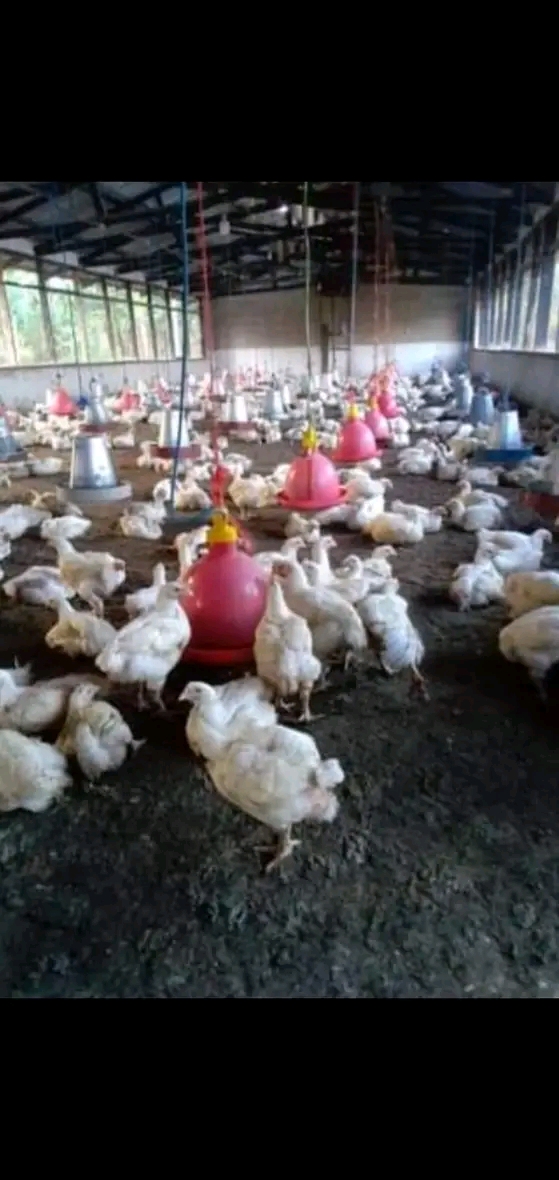 Soko la kuku wa nyama Kuongeza wateja na faida kwa haraka 