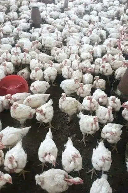 Soko la kuku wa nyama mafanikio ya muda mfupi