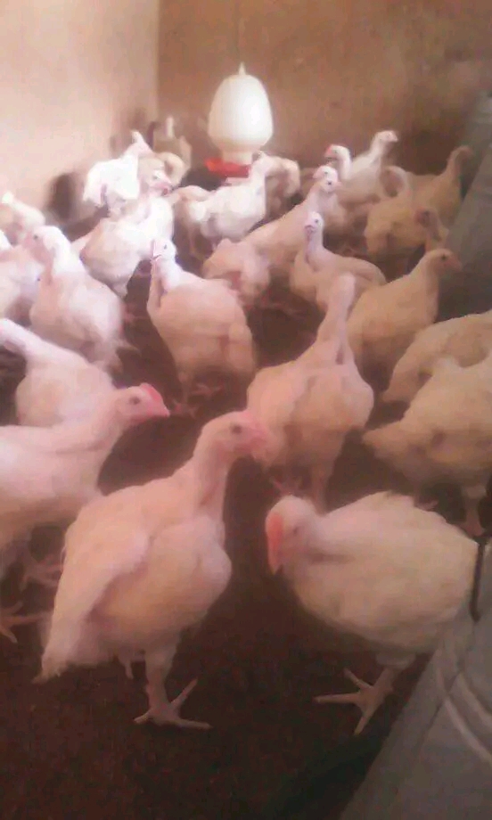 Soko la kuku wa nyama mbinu za kuvutia wateja wapya 