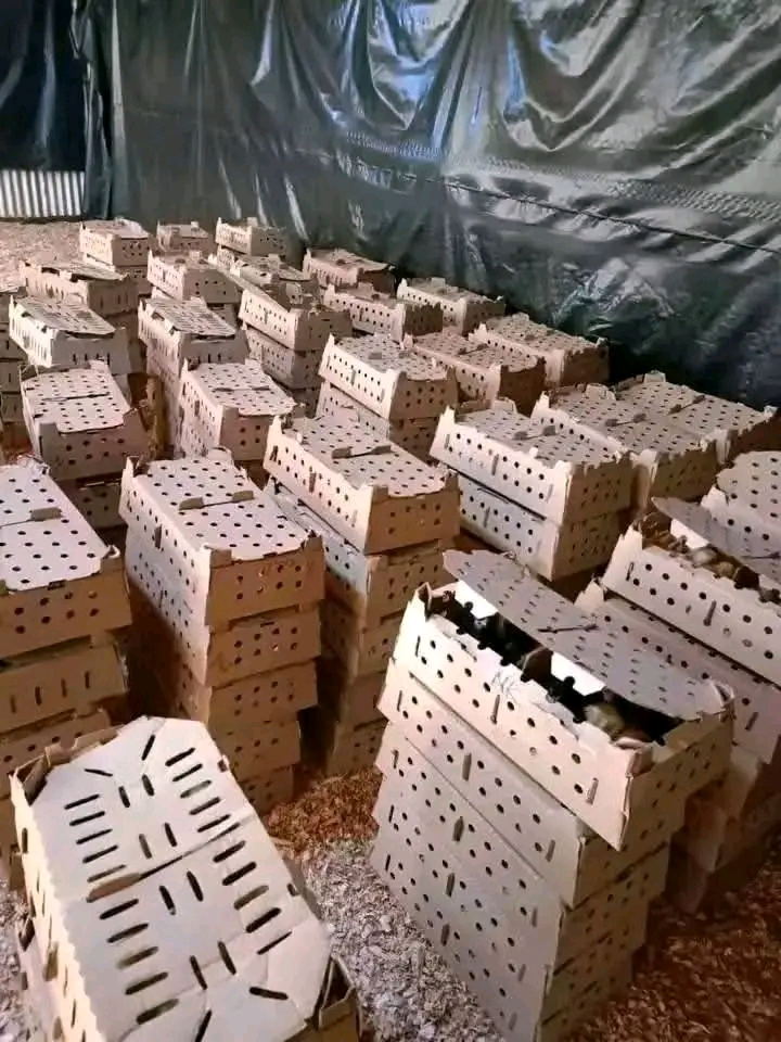 Biashara ya Vifaranga vya Kuku 