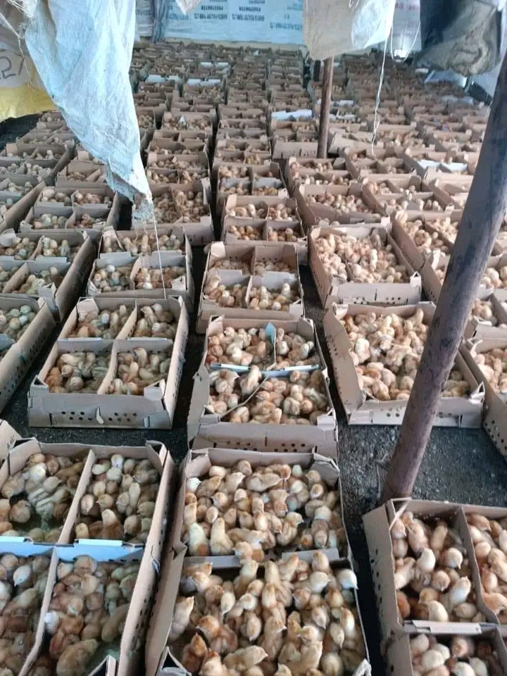 Biashara ya vifaranga vya kuku na mbinu za kupata wateja