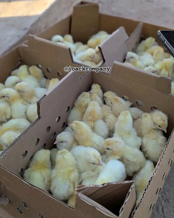 Biashara ya vifaranga vya kuku Hatua za mafanikio ya haraka