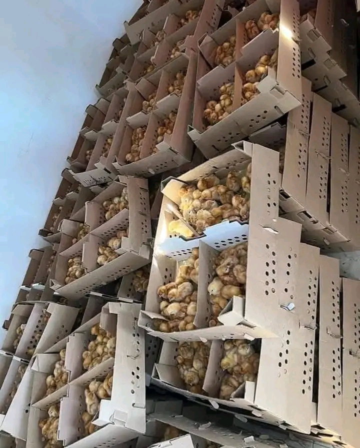 Biashara ya Vifaranga vya Kuku Njia za Kushinda Ushindani