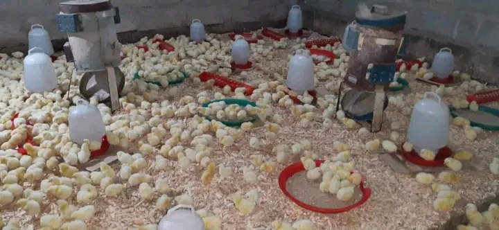 Biashara ya vifaranga vya kuku hatua za mafanikio