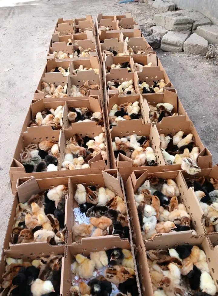 Biashara ya Vifaranga vya Kuku Kufanikiwa Mtandaoni