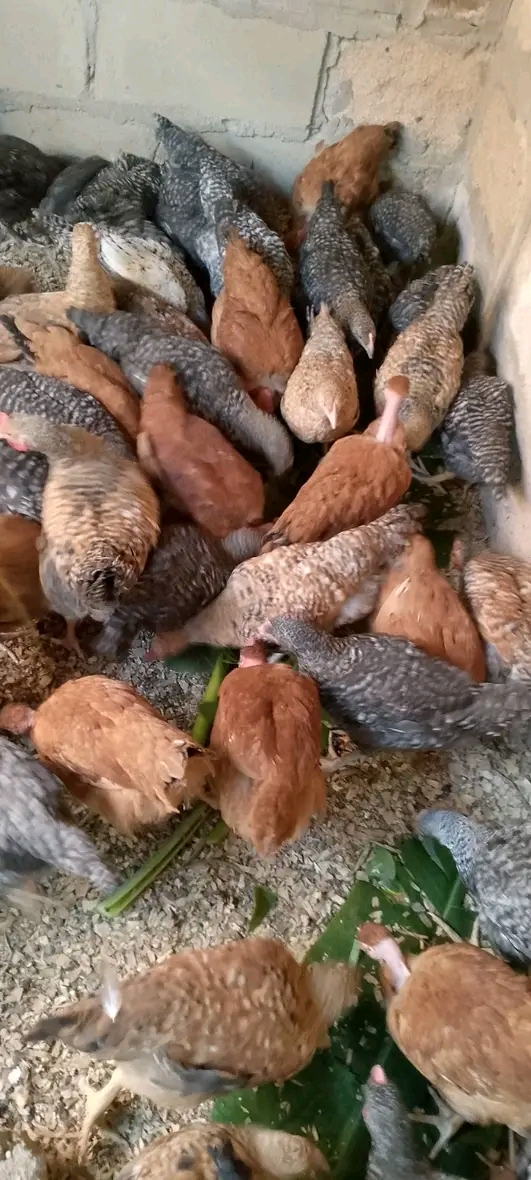 Mradi wa Kuku wa Kienyeji Vijijini