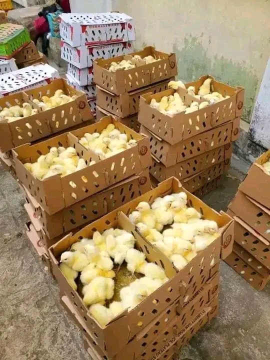 Biashara ya Vifaranga vya Kuku Njia Bora za Kuuza Mtandaoni