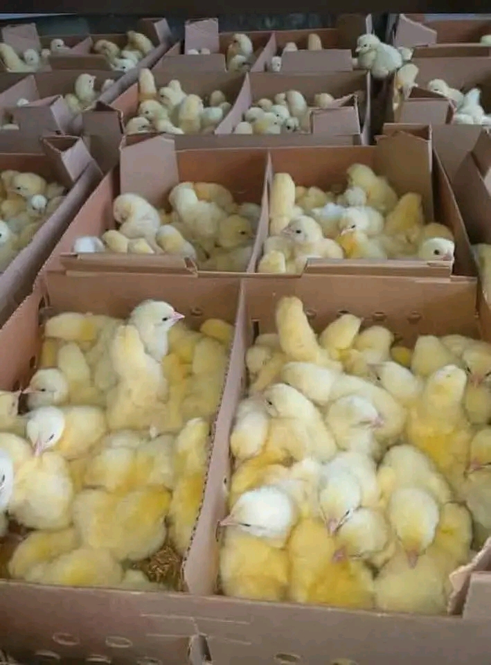 Biashara ya kuuza vifaranga vya kuku 