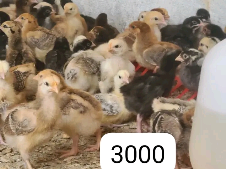   Biashara ya kuuza vifaranga vya kuku kwa mafanikio makubwa