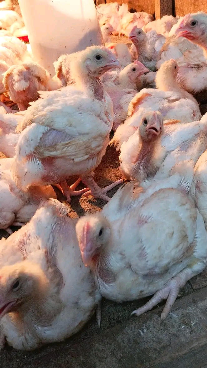 Biashara ya kuuza vifaranga vya kuku kwa njia rahisi sana