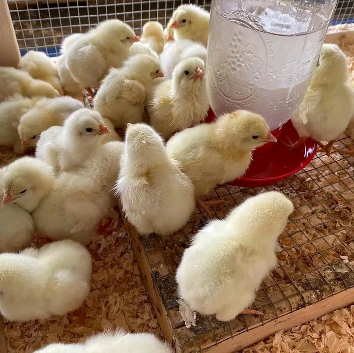 Biashara ya kuuza vifaranga vya kuku kuvutia wateja wapya