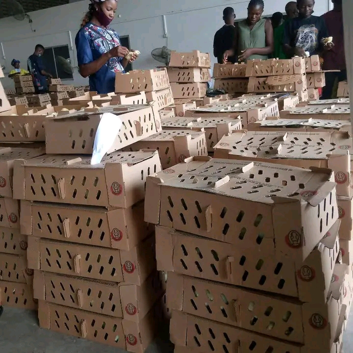 Vifaranga vya kuku wa nyama: Hatua za kufanikisha mauzo 