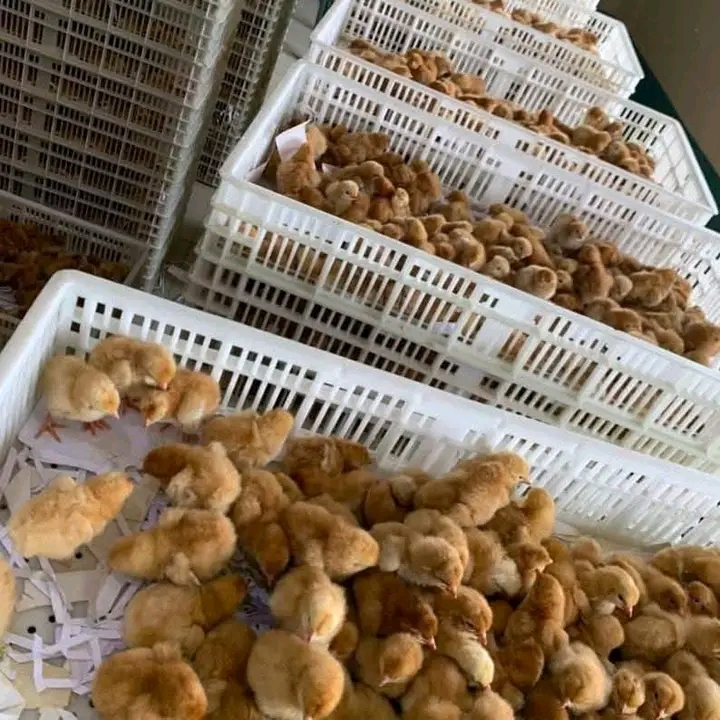 Vifaranga vya kuku wa nyama Njia bora za kuuza mtandaoni