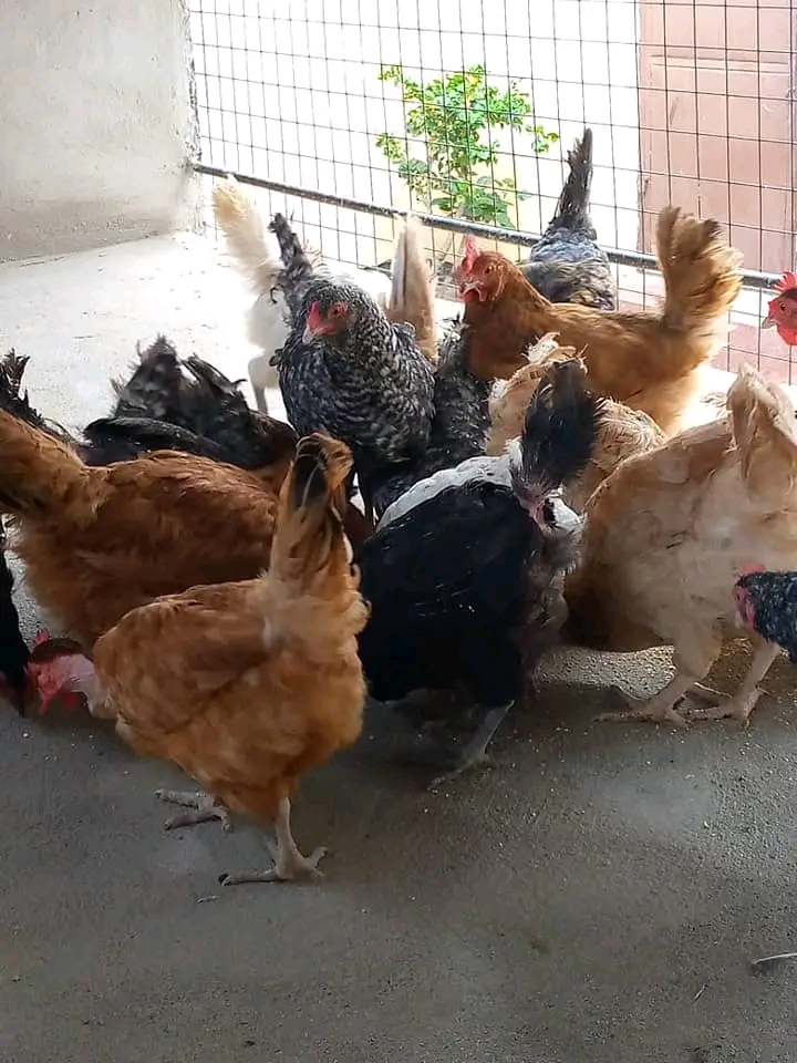 Kuendesha Mradi wa Kuku wa Kienyeji Kibiashara