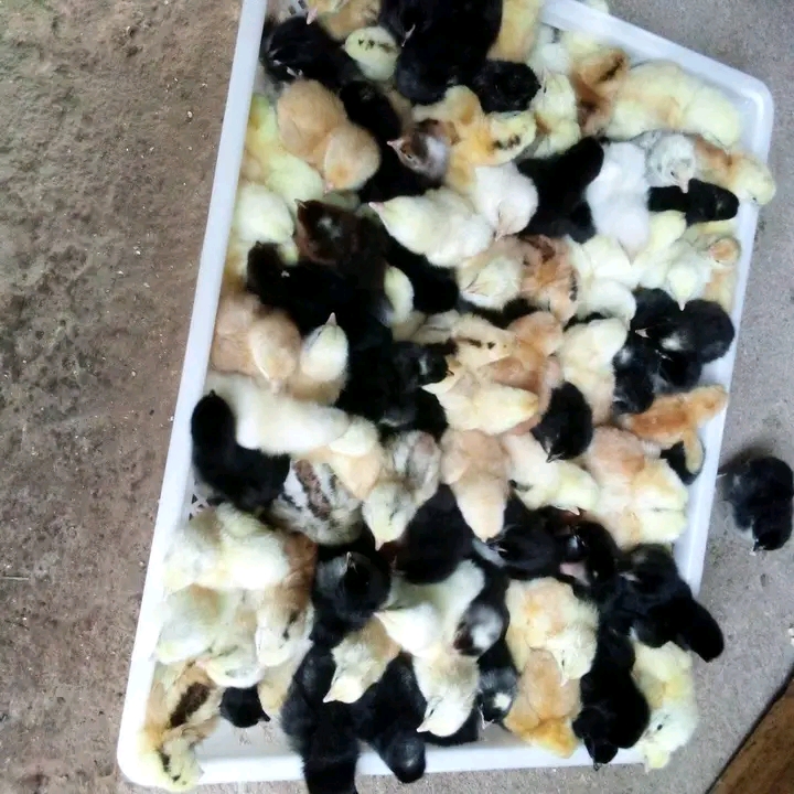 Vifaranga vya kuku wa kienyeji Njia za kuuza mtandaoni 