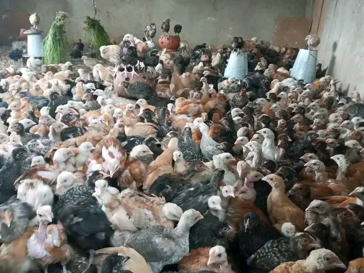 Vifaranga vya Kuku wa Kienyeji Njia za Kupata Wateja Wapya