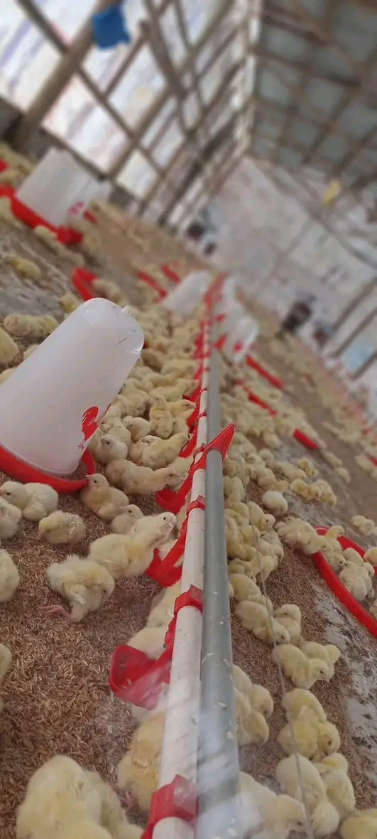 Vifaranga vya kuku wa kisasa