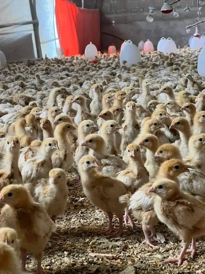 Vifaranga vya kuku wa kisasa Njia za kufanikiwa sokoni 